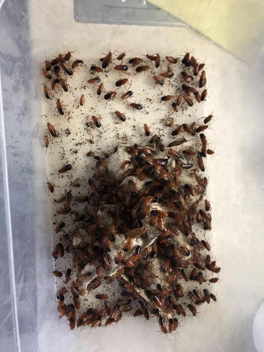 Разведение тараканов на корм в домашних условиях как бизнес