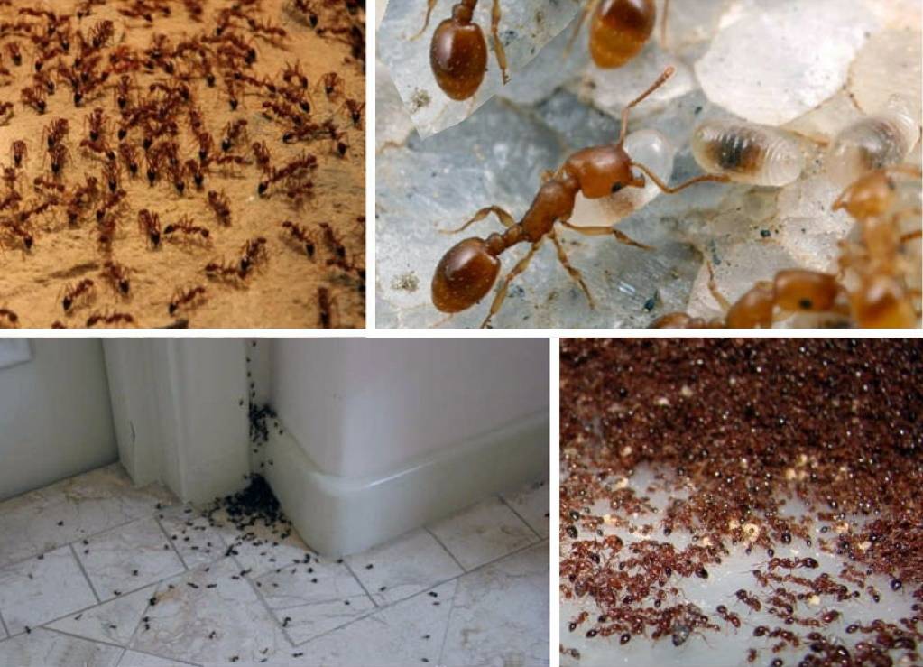 Фараоновы муравьи – методы уничтожения в квартире или в доме