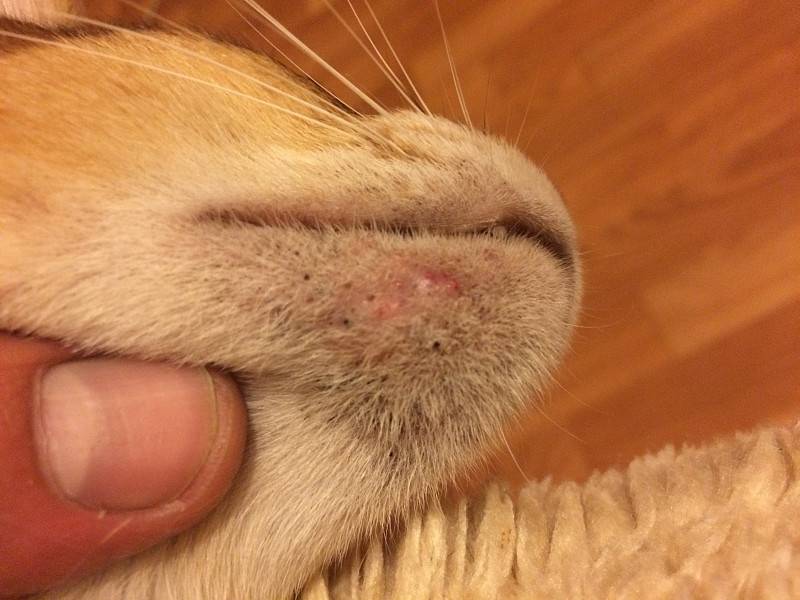 Болезнь кошачьих царапин