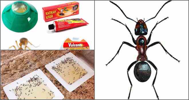 6 лучших ловушек для муравьев на плодовых деревьях своими руками