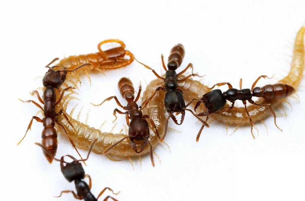 Чем питаются муравьи в природе?