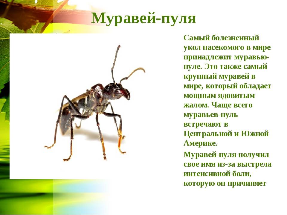 Насекомое муравей муравьев. Муравей пуля укус последствия. Описание про муравья пули. Муравей пуля. Насекомые с описанием.