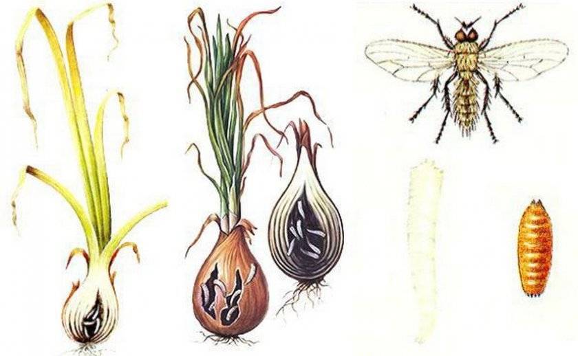 Луковая муха: как от нее избавиться, чем обработать лук после посадки, полив солью, нашатырным спиртом и другие народные средства