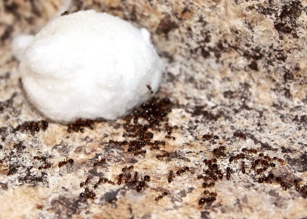 Борная кислота от муравьев — защита дома и огорода