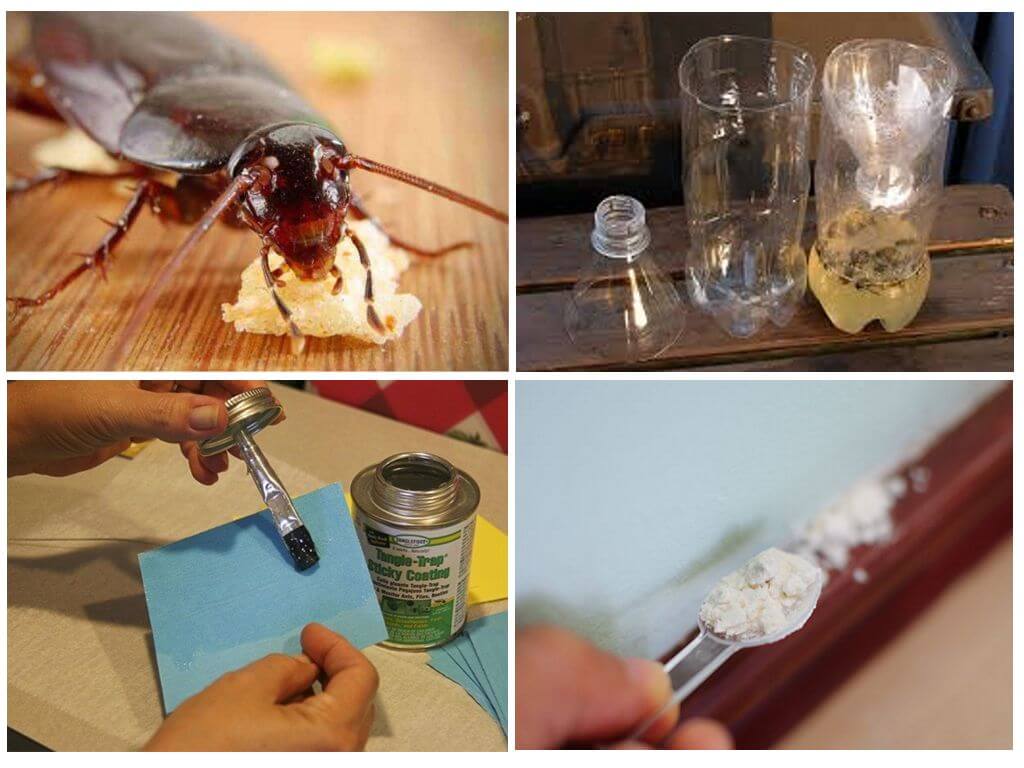 Как изготовить простые и эффективные ловушки для тараканов своими руками
