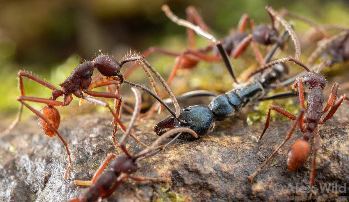 Название армейского муравья. Муравей Эцитон. Муравьи кочевники. Африканские кочевые муравьи. Эцитоны Бурчелли.