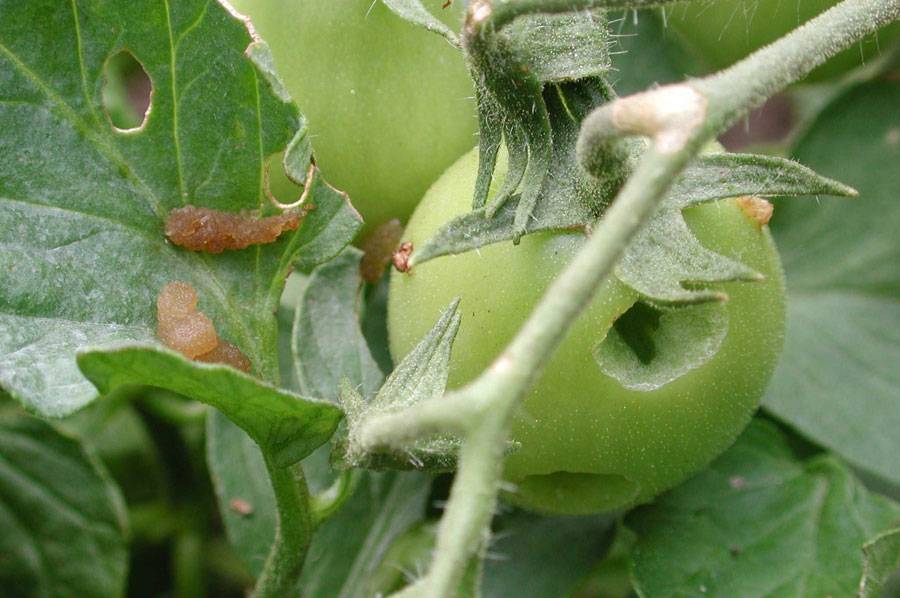 Совка на помидорах, методы борьбы - эффективные народные средства и препараты