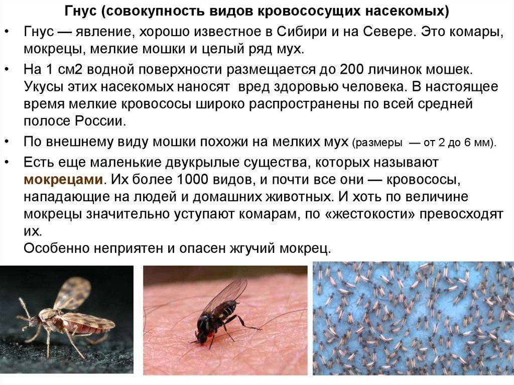 Природная защита домашних животных от блох, комаров и клещей