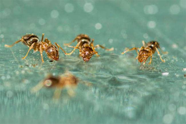 Мелкие муравьи на кухне - как избавиться и как предотвратить повторное появление