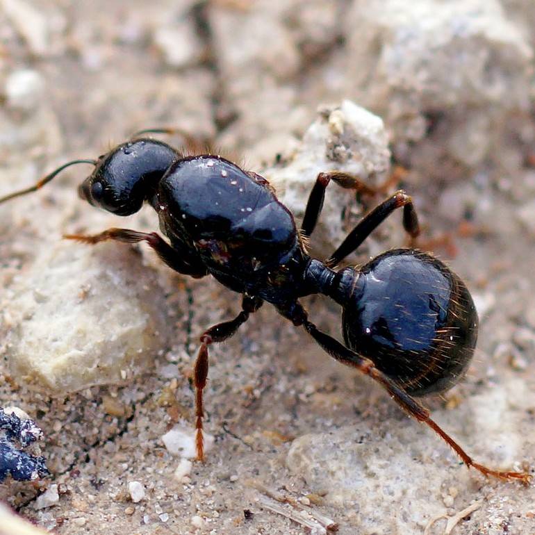 Лесные и садовые муравьи: виды, особенности, вред и польза
