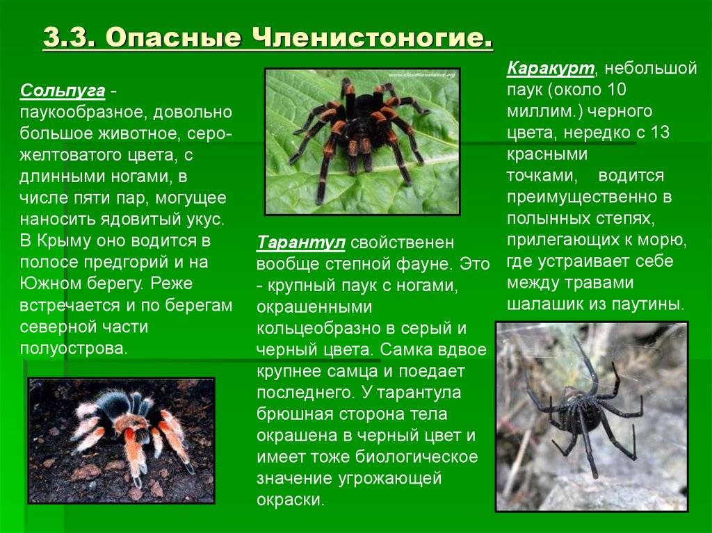 Паукообразные и насекомые освоили наземную. Ядовитые Членистоногие. Опасные пауки Членистоногие. Представители класса паукообразные. Самые опасные пауки для человека.