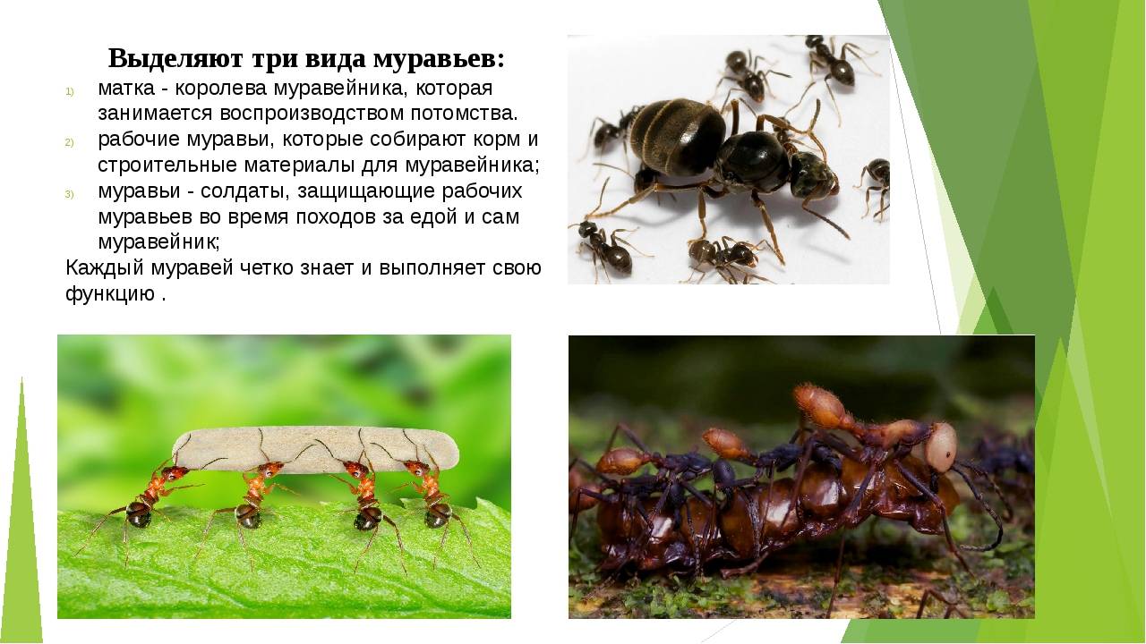 Кто питается муравьями: 15 врагов насекомых