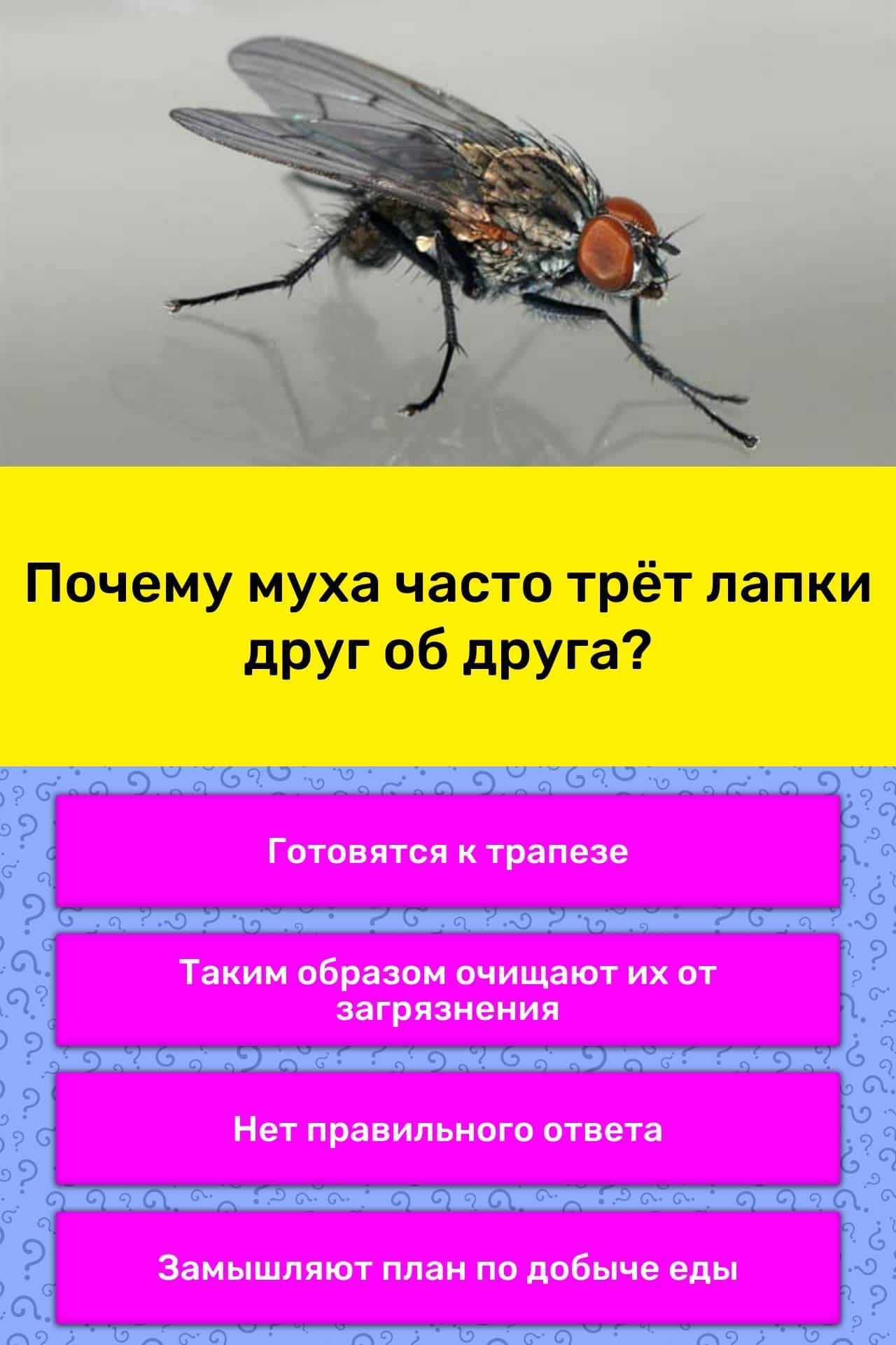 Почему мухи трут лапы друг о друга? причины, фото и видео  - «как и почему»