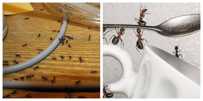 Как избавиться от муравьев с помощью корицы