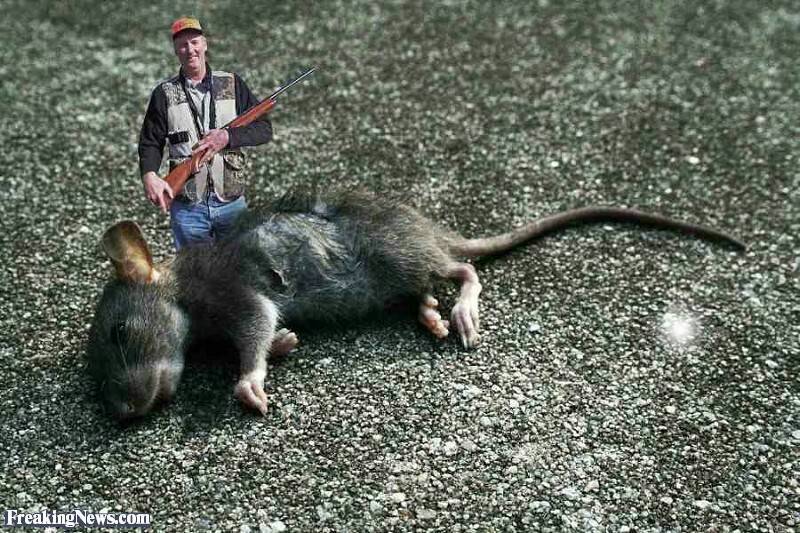 Самые большие крысы в мире