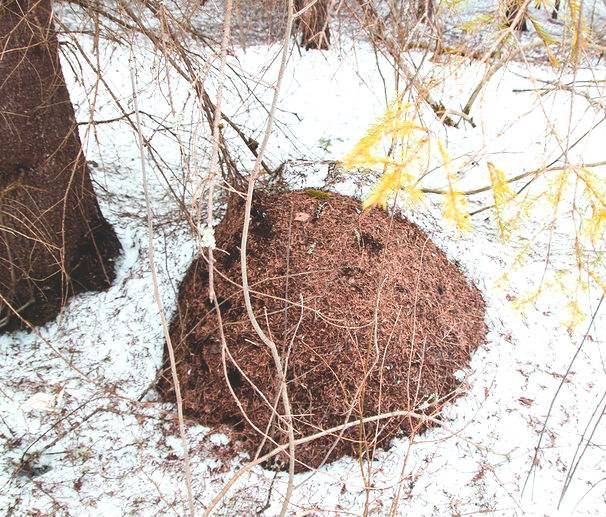 ᐉ как зимуют муравьи: что они делают и где обитают зимой? - orensad198.ru