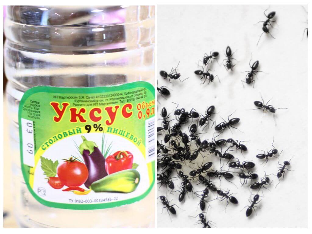 Как быстро избавиться от муравьев на кухне в домашних условиях