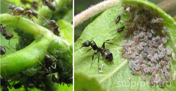 Как бороться с муравьями в теплице и избавиться от насекомых