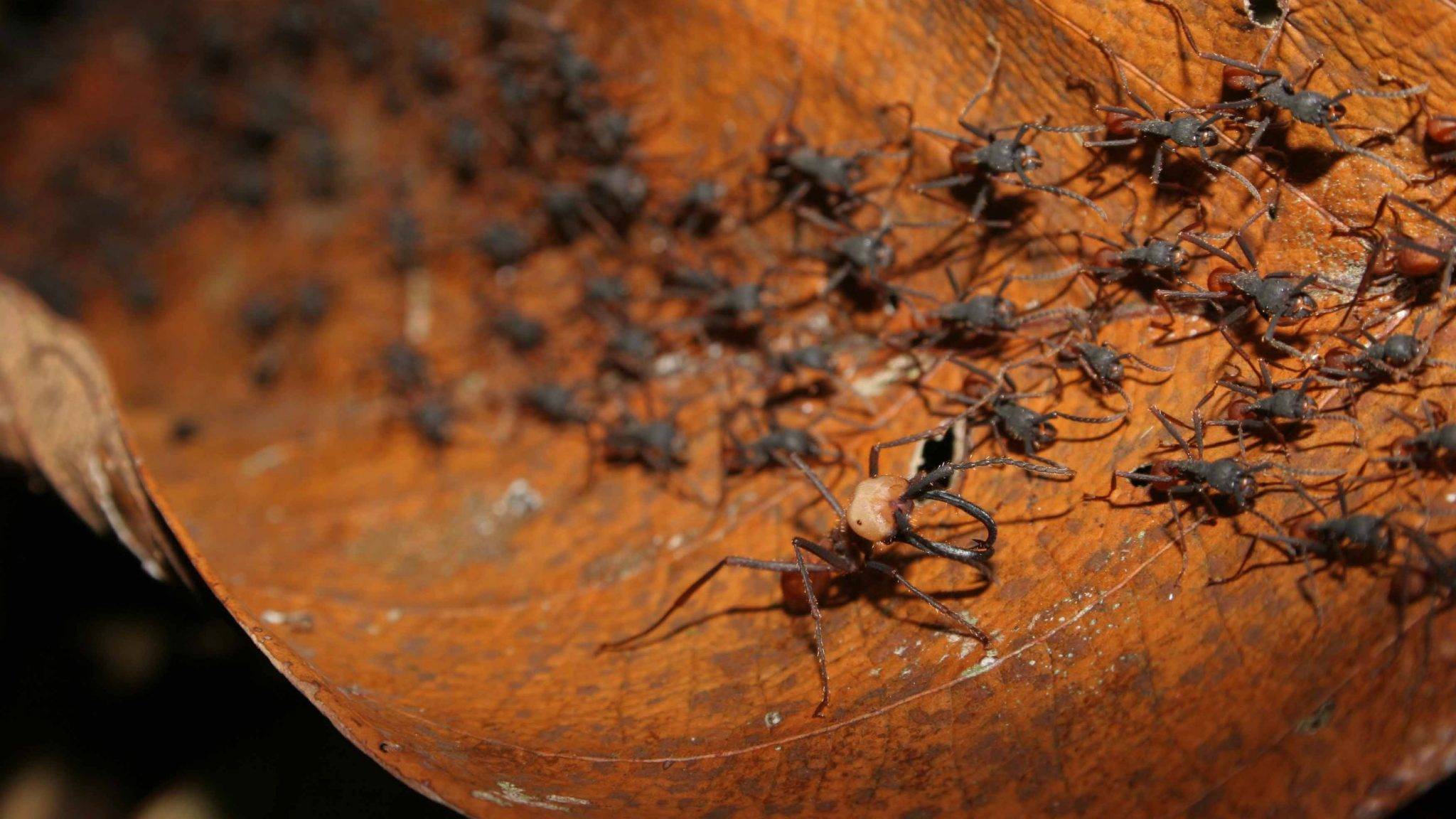 Самые большие муравьи в мире: топ-10 наиболее крупных особей