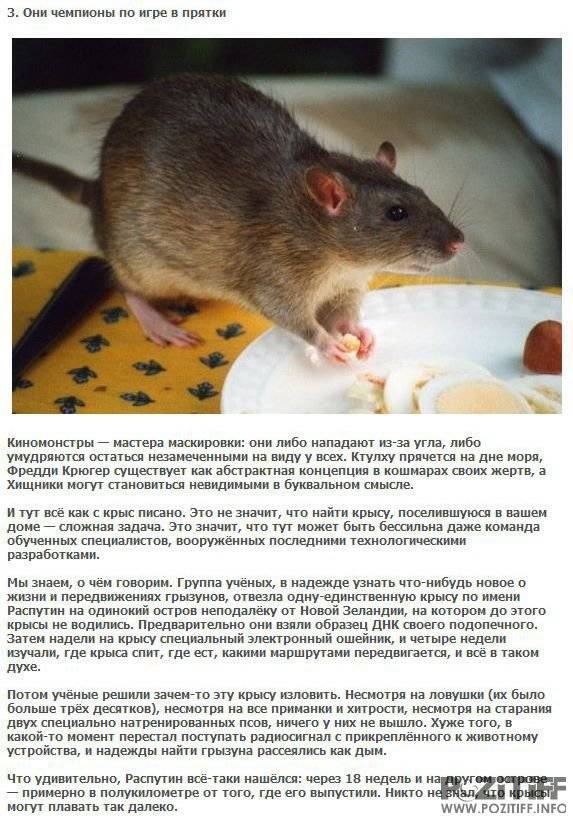 Как определить крысу в коллективе?