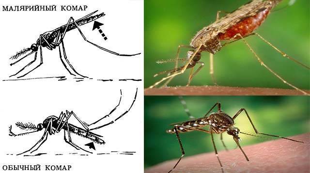 Как выглядит и что делать при укусе малярийного комара