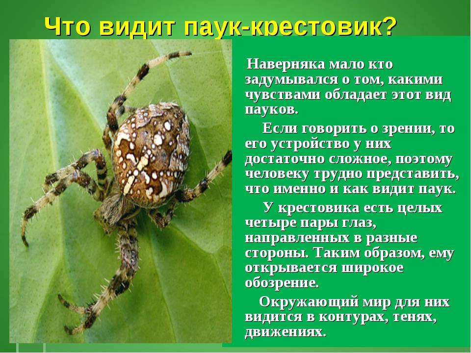 Класс паукообразные – паук-крестовик