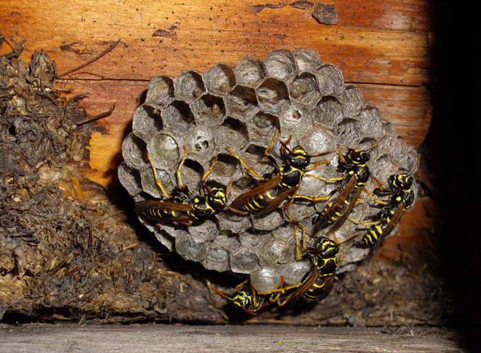 Как зимуют осы: где проходит зимовка ос или шершней, живущих летом под крышей в дачном доме, погибают ли они зимой и когда спят