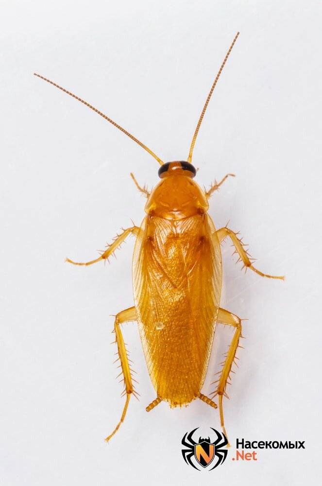 Домашние тараканы: фото, названия видов и описание