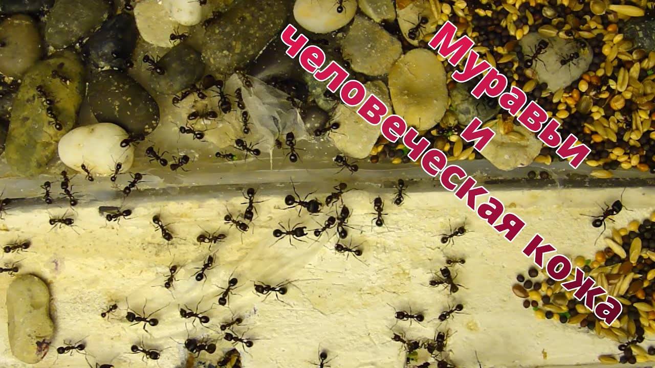 Муравьи убийцы – самые опасные муравьи в мире