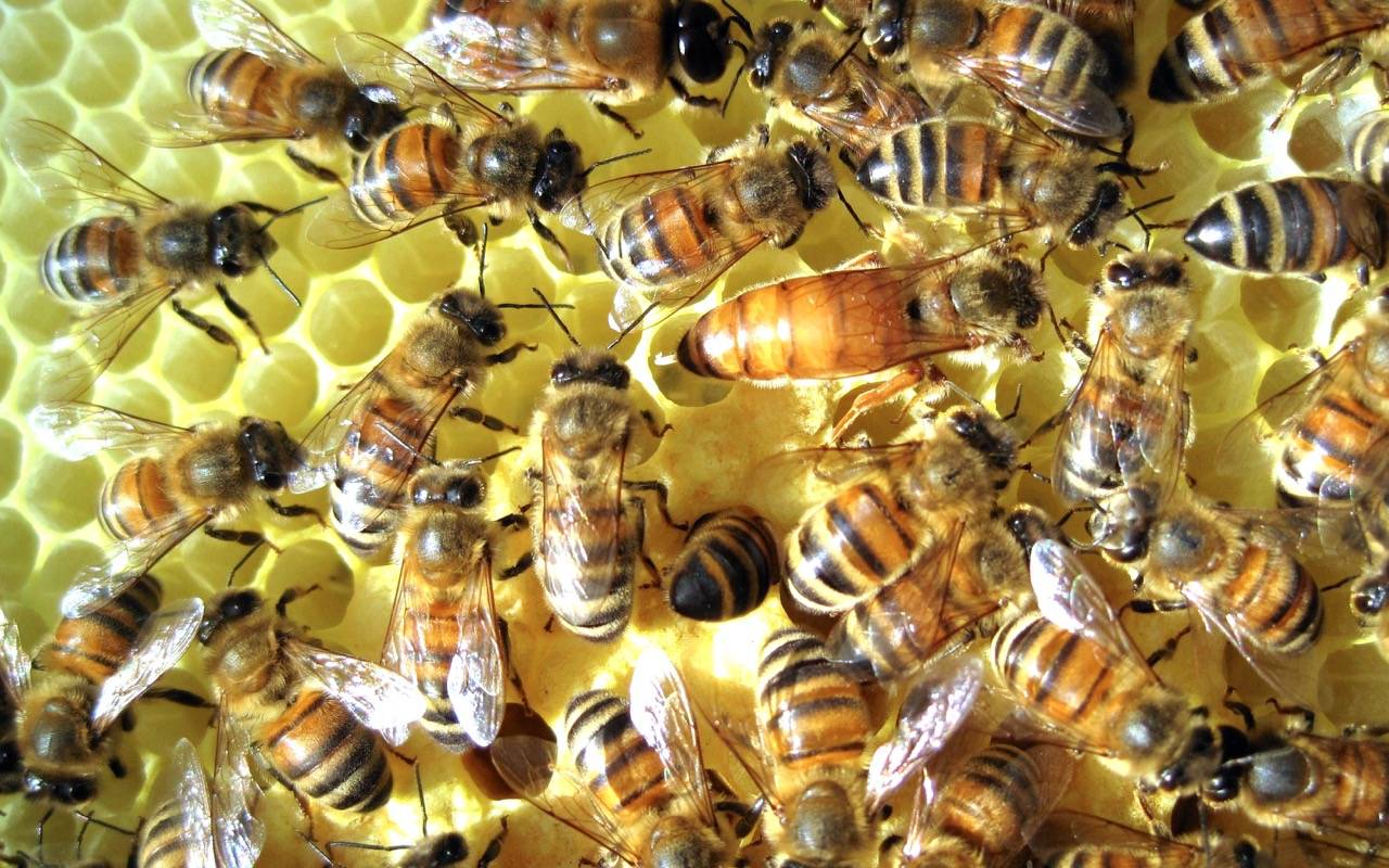 Основные преимущества и недостатки карпатской породы пчёл (карпатки):общая характеристика и особенности ухода.