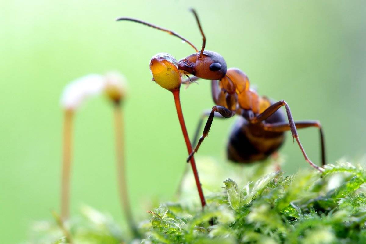 Красные муравьи на огороде польза или вред