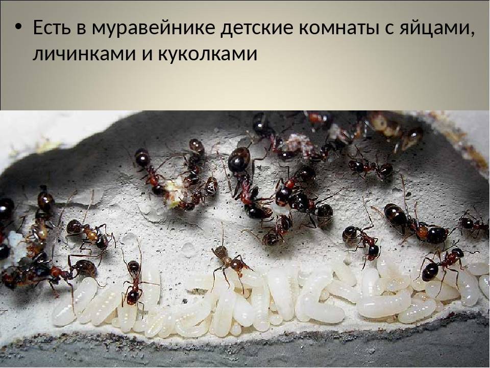 Что делают муравьи зимой