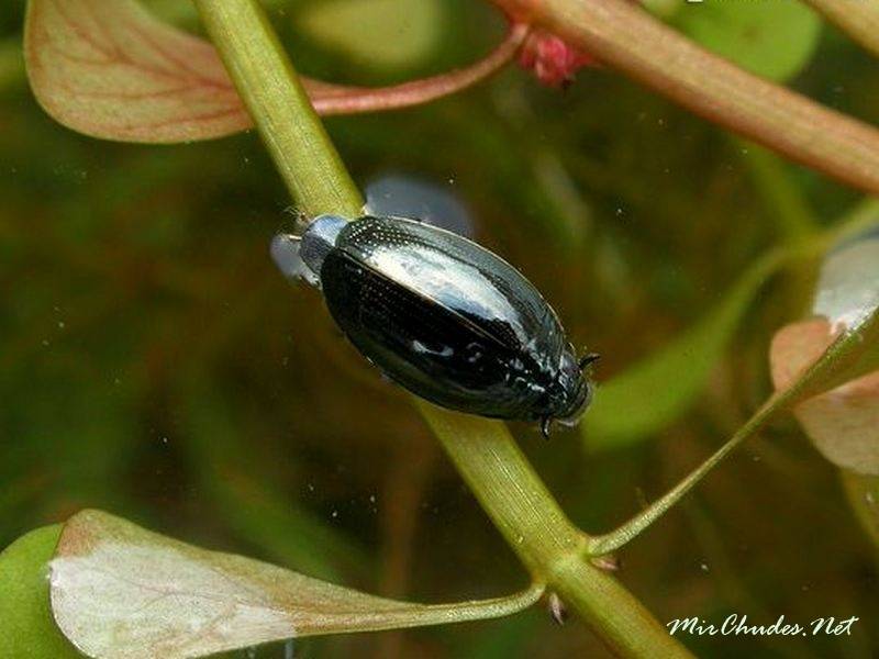 Жук водолюб большой: места обитания и внешний вид насекомого