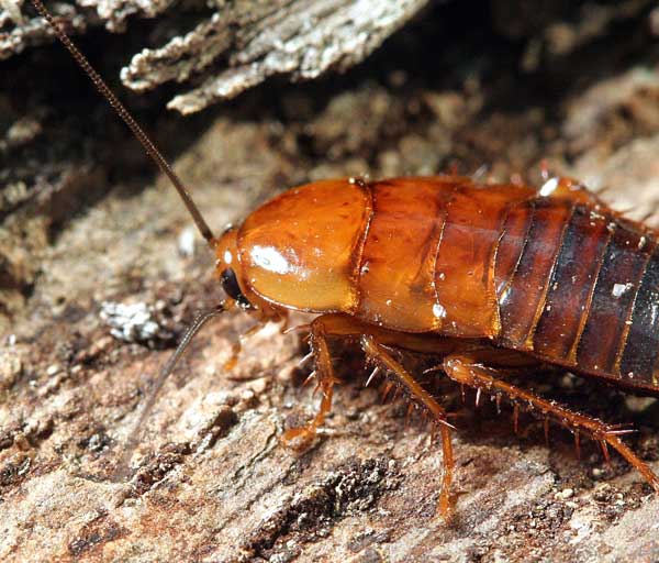 Самые большие тараканы планеты: описание и фото