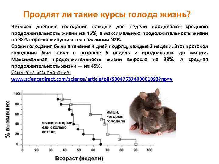 Сколько живут крысы, продолжительность их жизни