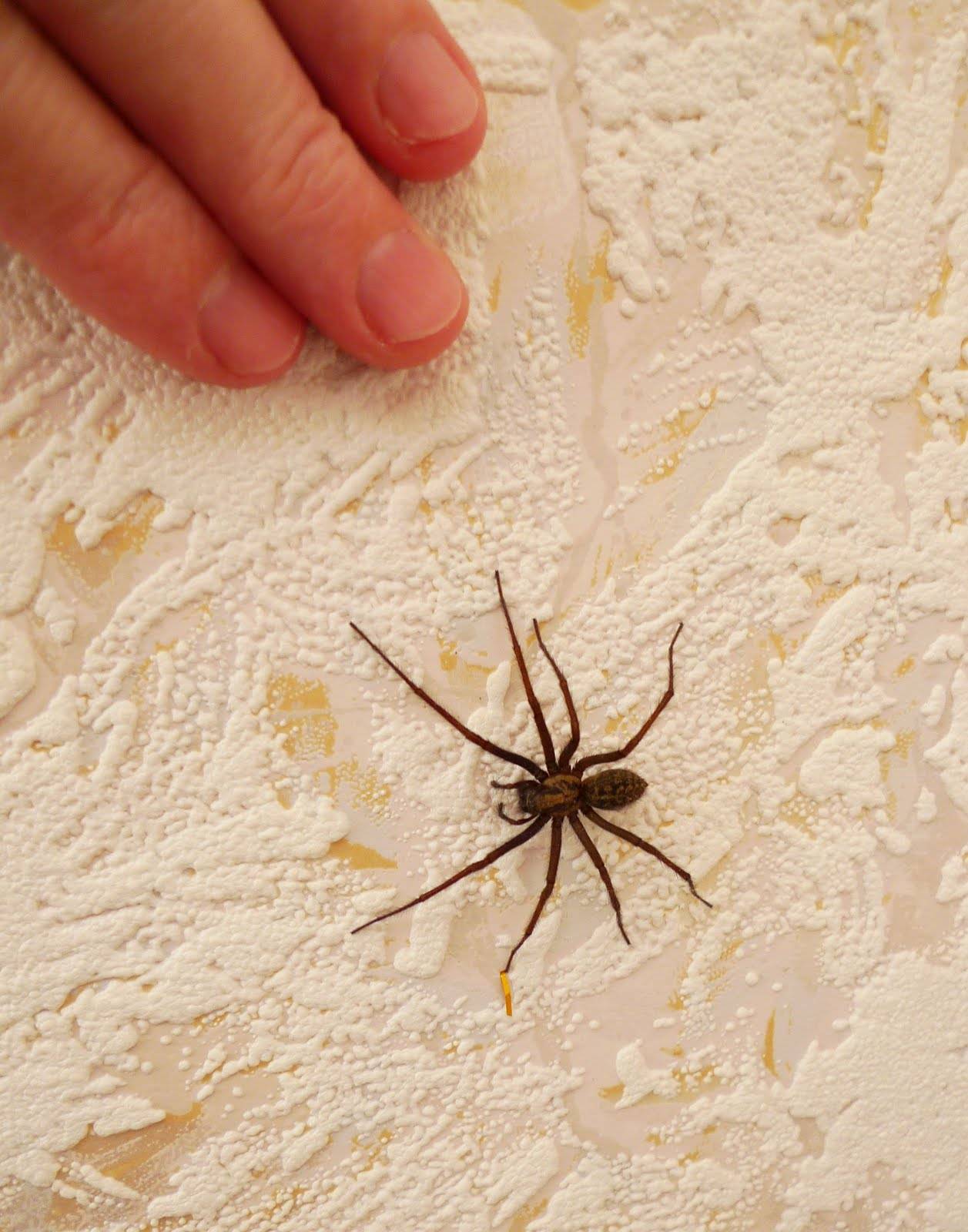 Сколько живут пауки в квартире и на природе, отчего зависит продалжительность их жизни?