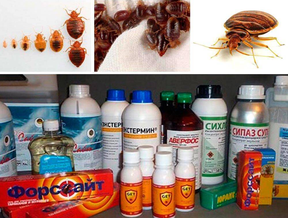 Как избавиться от тараканов в частном доме: средства и способы