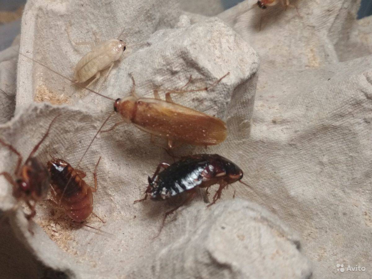 Мадагаскарские шипящие тараканы