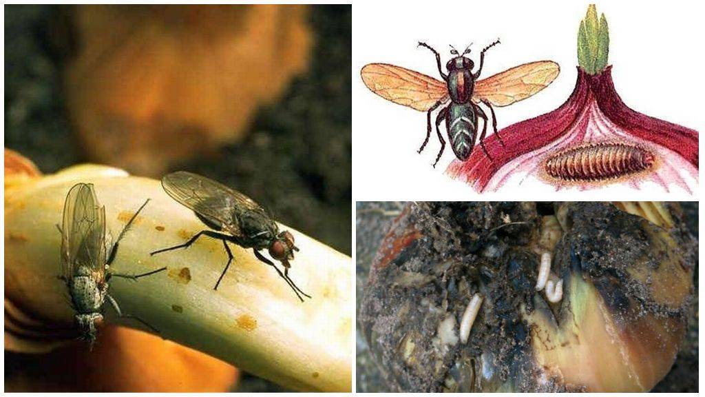 Луковая муха на огороде: способы борьбы, средства уничтожения