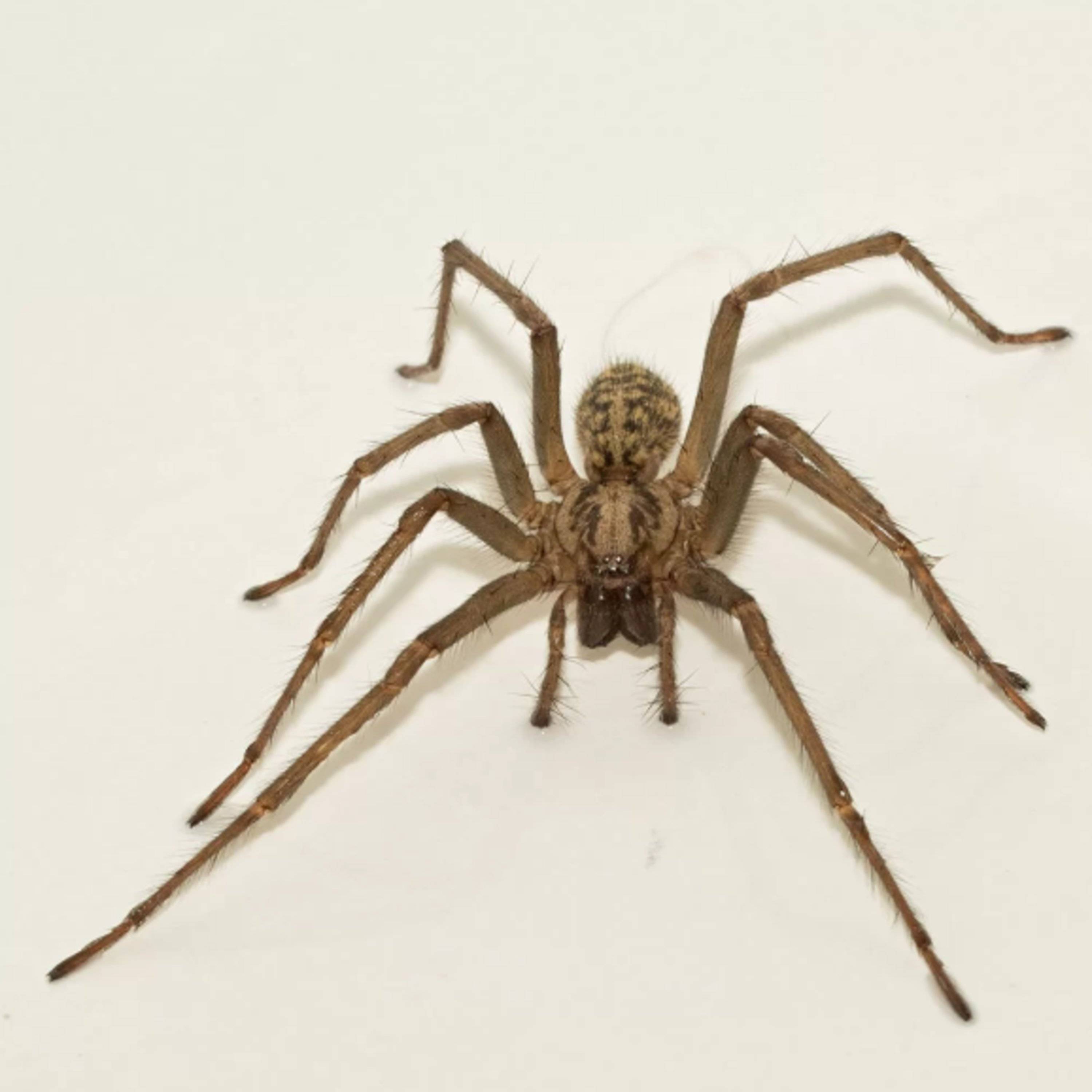 Кто такой – паук с длинными тонкими ножками, и чем он еще отличается от своих сородичей? домашние пауки: основные виды домашних пауков дома появились пауки с длинными ногами.