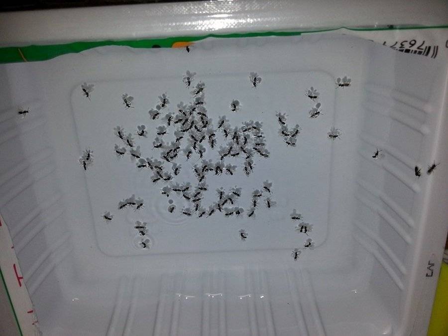 Белые мелкие муравьи в квартире