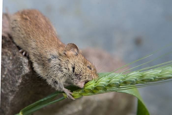 Что едят мыши летучие и полевые в домашних условиях?