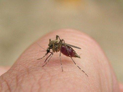 Могут ли комары закусать до смерти человека