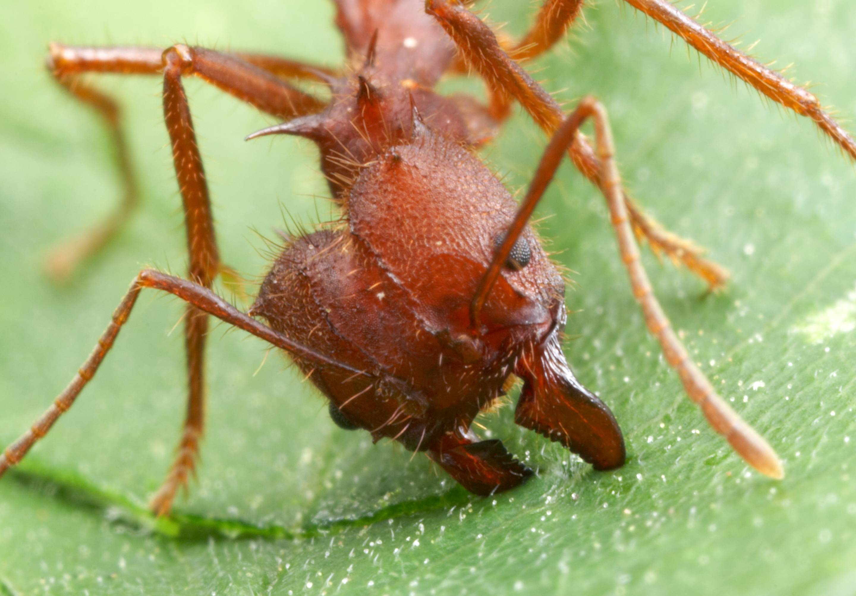 Что едят муравьи: чем питаются в природе и в домашних условиях?