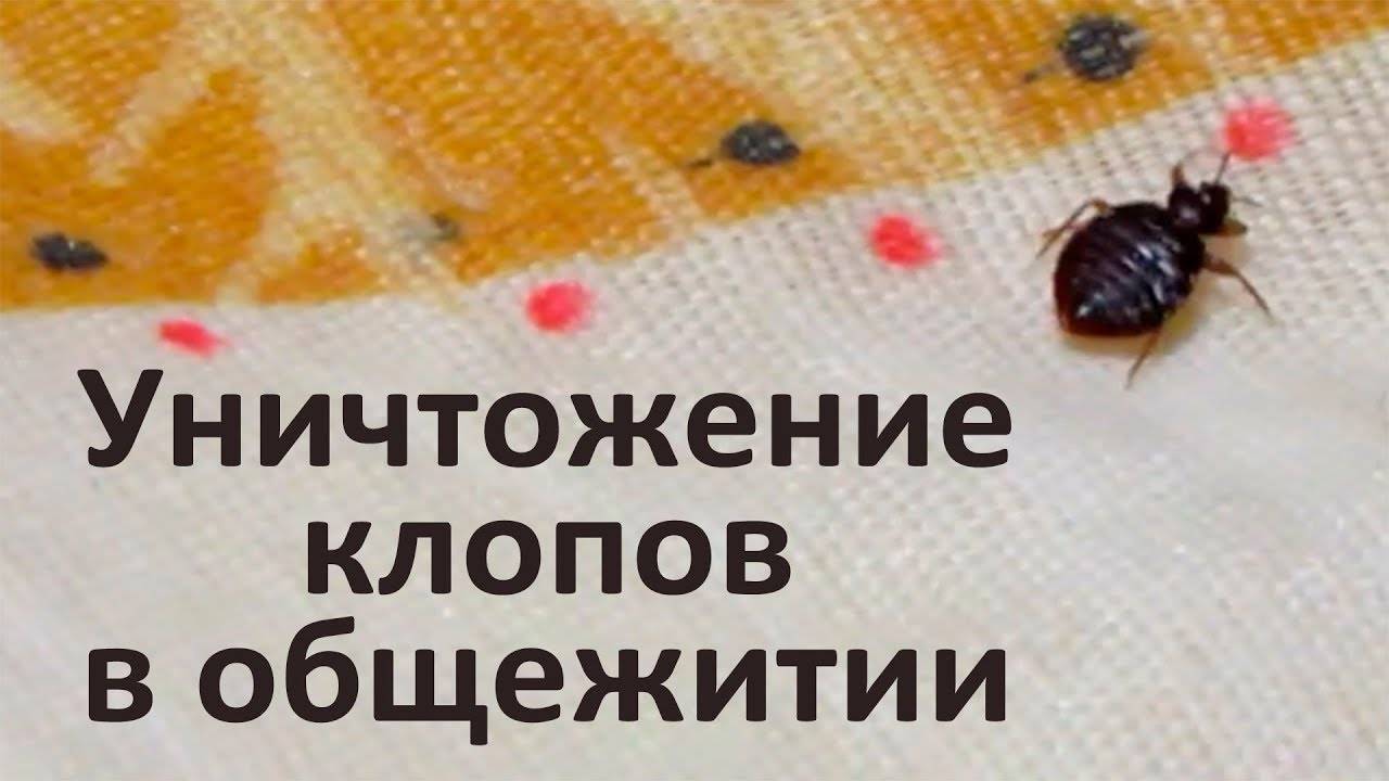Как избавиться от клопов в квартире самостоятельно
