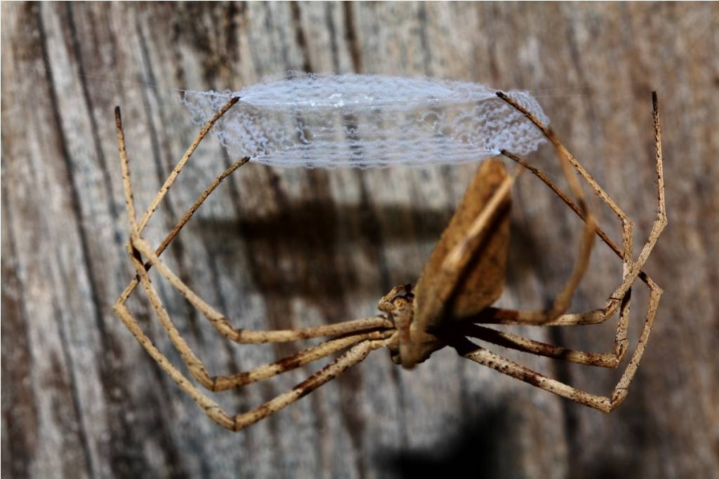 Зачем паукам паутина? - биология в вопросах и ответах