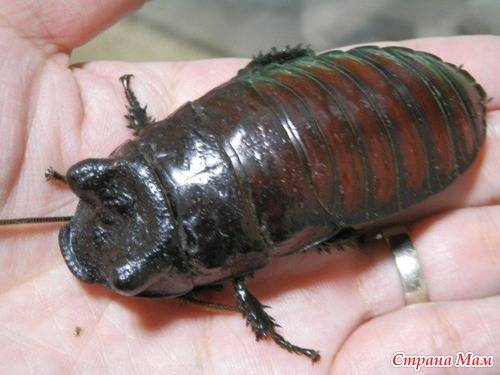 Топ-10 самых больших тараканов в мире