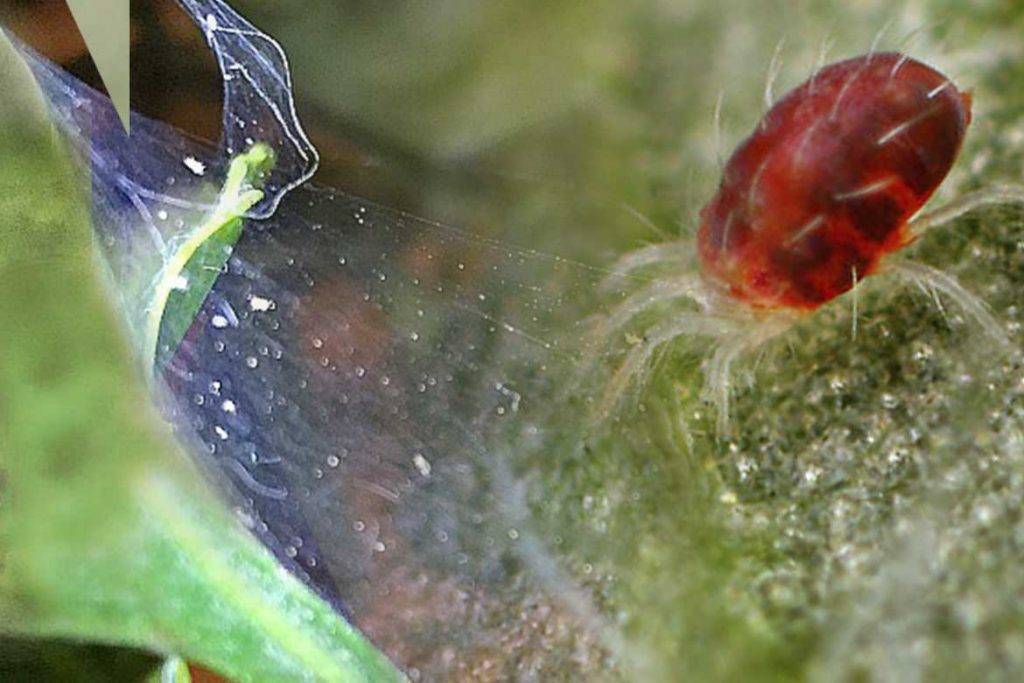 Как избавиться от паутинного клеща на комнатных растениях: 16 препаратов и народных средств