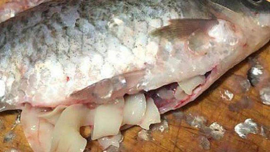 Паразиты рыб: гельминты, паразитирующие в морской и речной рыбе