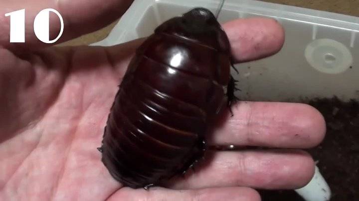 Самые большие тараканы: описание, фото, видео